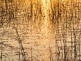 Africa 168 : Africa, Botswana, Lily Pads, Nature, Okavango, Reflection, Sunrise, Vumbura Plains, Water Grass